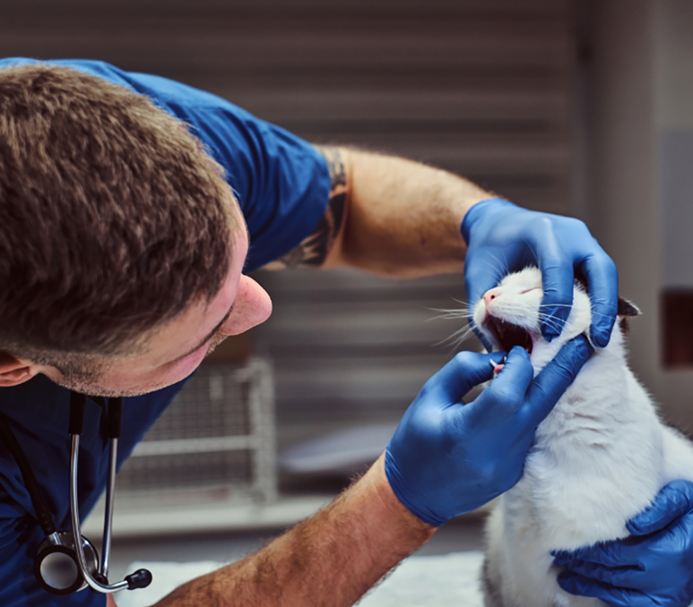 El veterinario examina la boca del gato